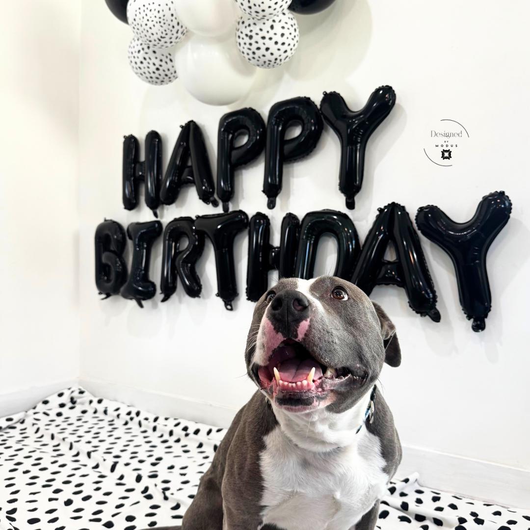 Cute gray dog sitting in front of black “HAPPY BIRTHDAY” balloon banner with spotted fabric backdrop.